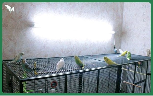 УФ лампа для попугаев