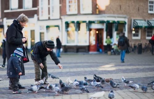 Уличные голуби и туристы в городе