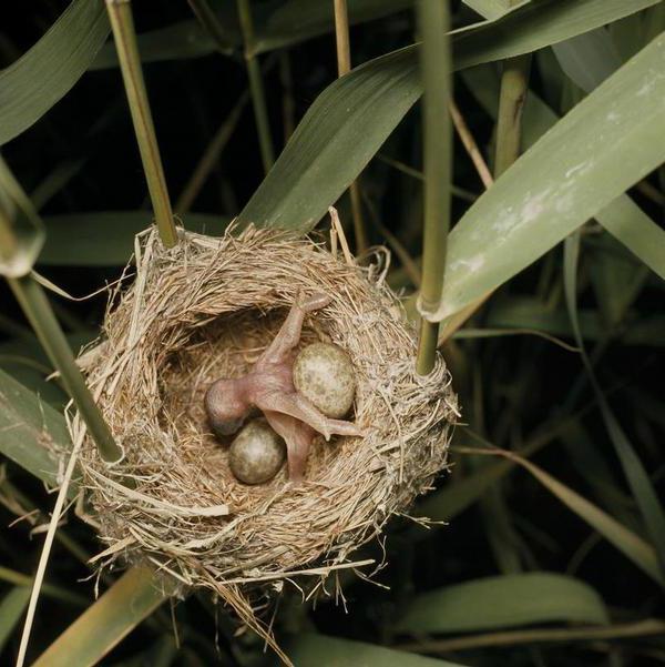 В какие гнезда кукушка откладывает яйца
