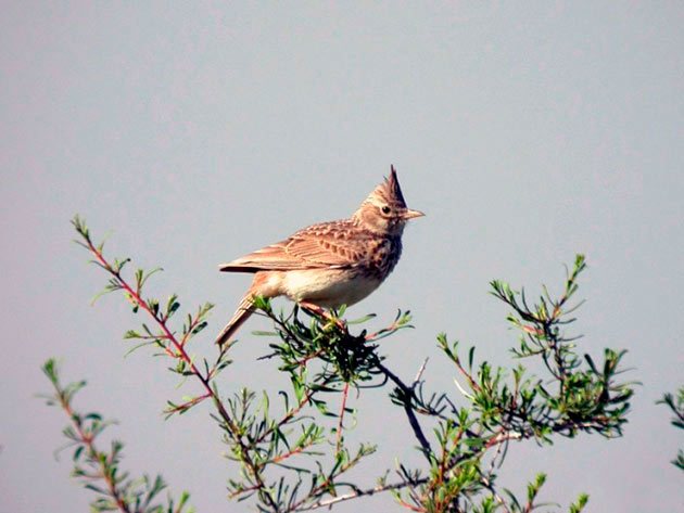 В неволе жаворонки могут дожить до 10 лет, в дикой природе — значительно меньше