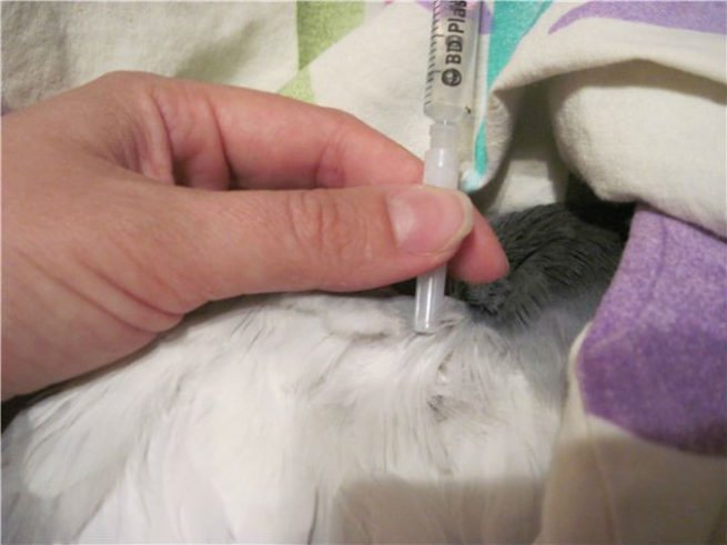 Вакцинация голубей от вертячки