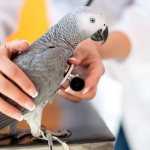 Ветеринар для птиц — высшая квалификация ветврачей