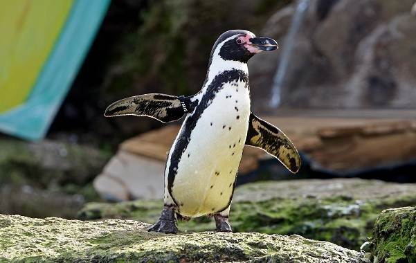 Виды-пингвинов-Описание-названия-особенности-фото-и-образ-жизни-видов-пингвинов-26