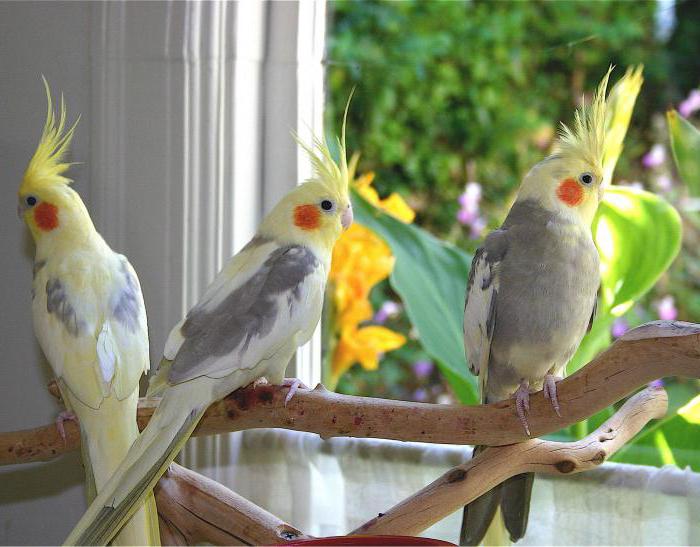 Виды попугаев: фото, названия. Как определить вид попугая?