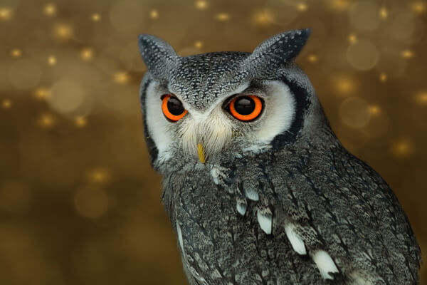 Виды сов с белым оперением на мордочке - Белолицая совка