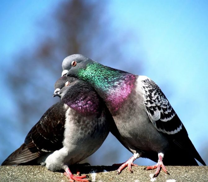 Влюбленные голубки