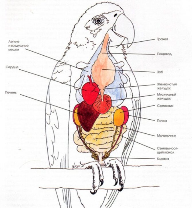 Внутреннее строение попугая