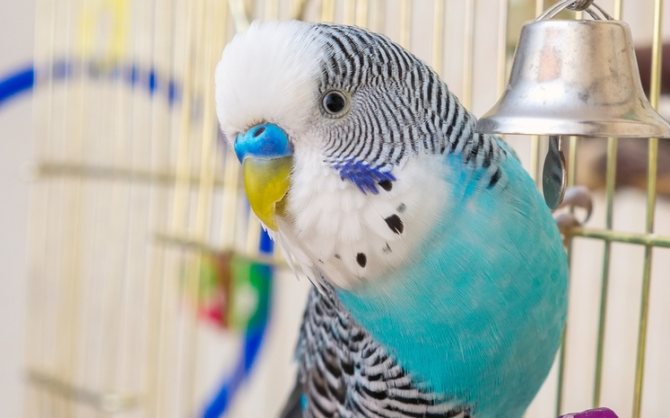 Волнистый попугай: как ухаживать за питомцем