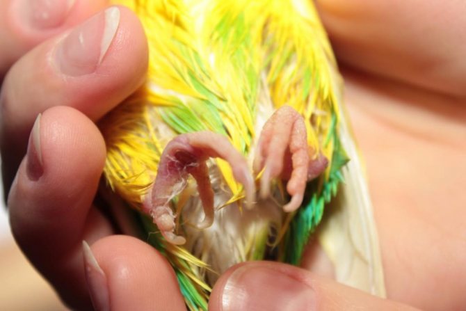 Волнистый попугай подагра