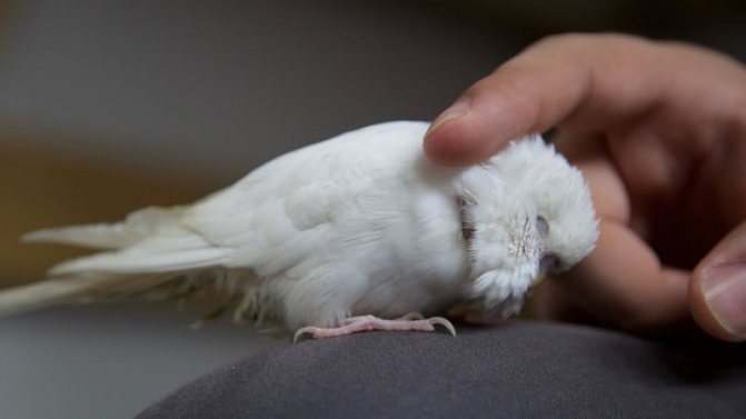 Вовремя начатое лечение простуды у попугая позволит избежать осложнений