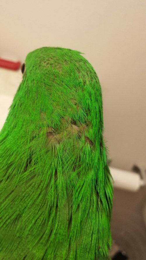 Выпадение перьев