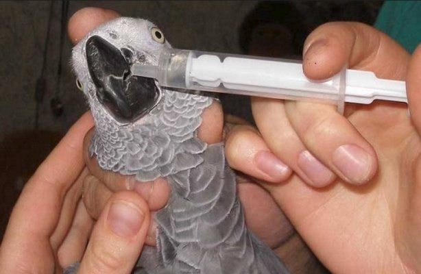 Выведение глистов у попугая