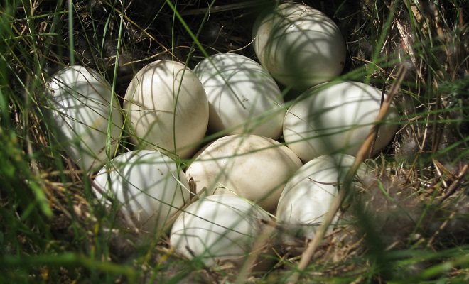 Яйца кряквы