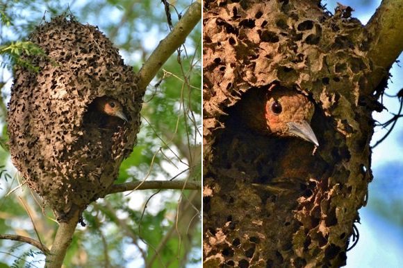 Южноазиатский дятел Micropternus brachyurus продалбливает подвешенное на дереве гнездо жалящих муравьев Crematogaster и делает внутри него свое собственное гнездо
