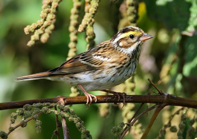 Желтобровая овсянка фото