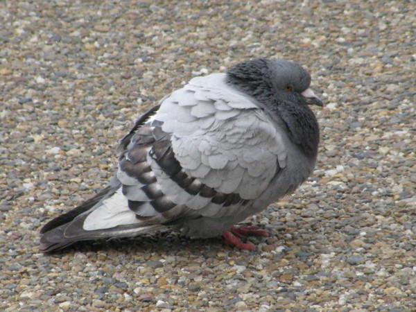 зоб у птицы это выпячивание желудка